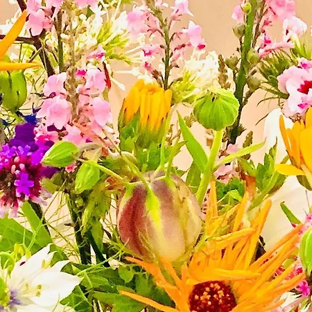 Bed and Breakfast Jo Amsterdam Diemerbrug