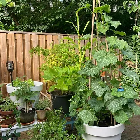 Bed and Breakfast Jo Amsterdam